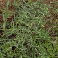 Phyllanthus amarus Schumach. & Thonn.